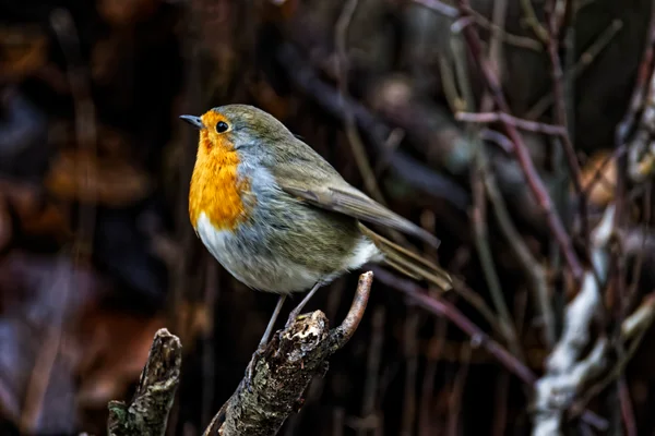 Photo from 2025-11-26