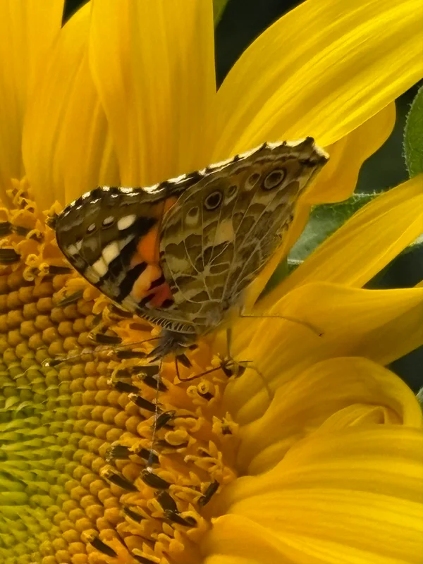 Photo from 2025-08-01